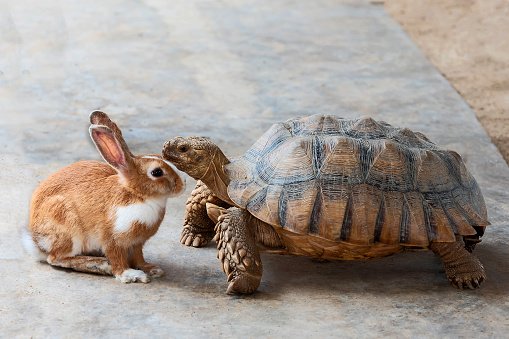 Rabbit and tortoise facing each other on a light surface.