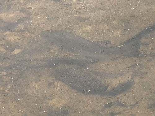 Fish swimming in clear, shallow water over a sandy bottom.