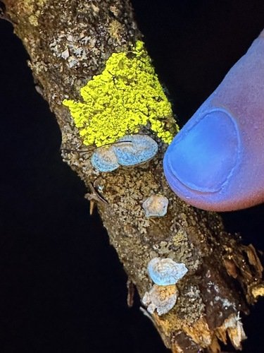 Mushrooms and bright yellow lichen on a branch next to a fingertip.