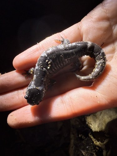 A black salamander with sand on its body resting in a person's hand.