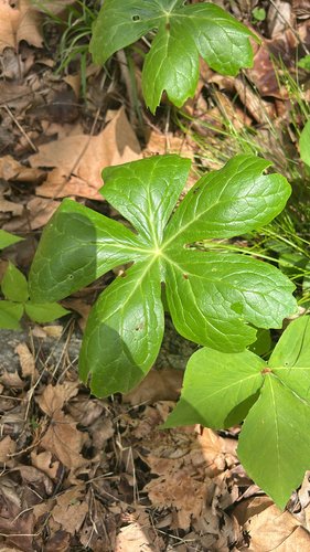 Bright green plant with radiating leaves on a forest floor with dried leaves.