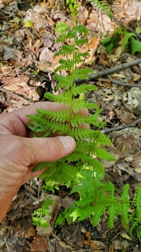 Hand holding bright green fern on forest floor.
