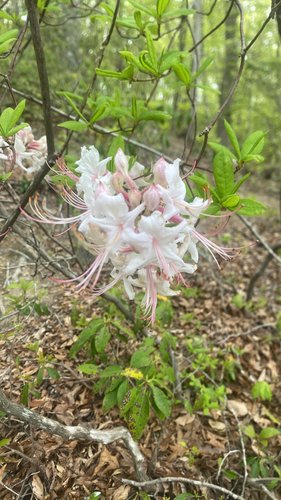 White and pink flowers blooming on a forest branch.