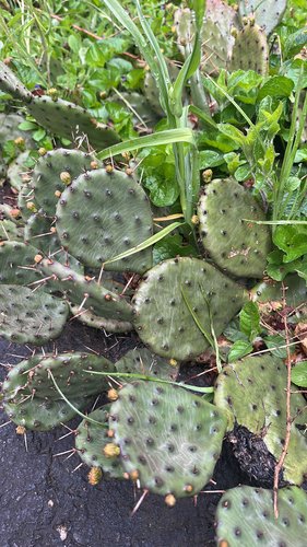 Prickly pear cactus with small yellow buds and green leaves.