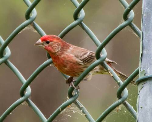 Small red bird perched on a chain-link fence.
