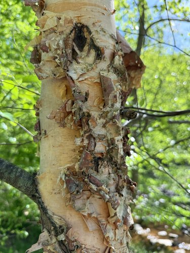 Birch tree trunk with peeling bark, surrounded by green leaves.