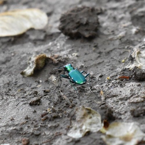 Shiny green beetle on muddy ground with scattered leaves.