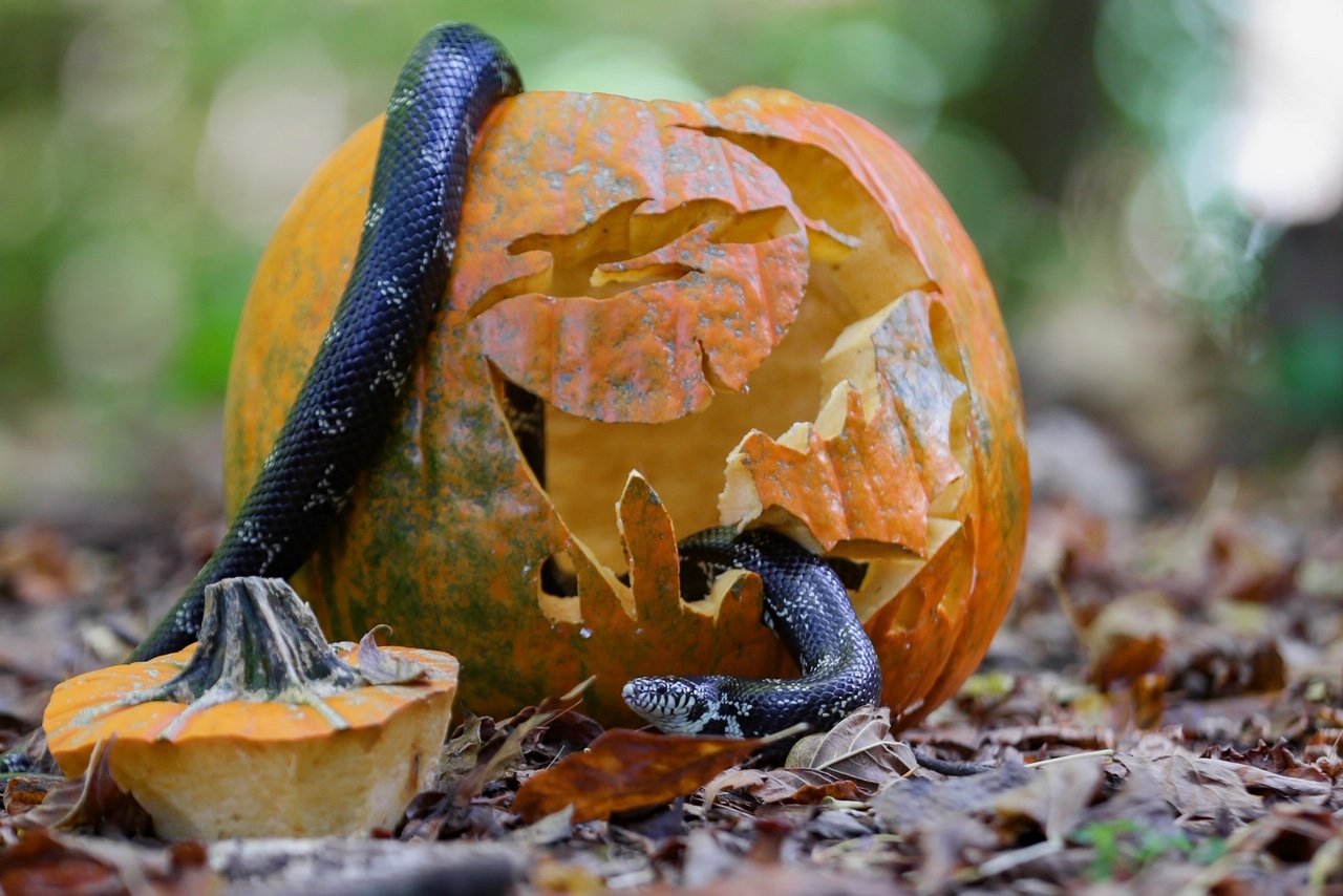 SPOOKY SERPENTS