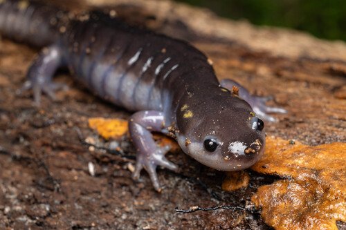 Dark salamander on a piece of brown wood.