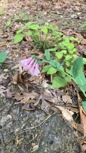 Pink flower among green leaves and fallen brown leaves on forest floor.
