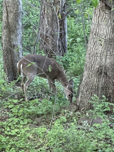 Deer grazing near trees in a lush green forest.