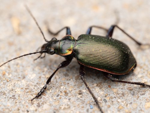 A green beetle with long antennae on a textured surface.
