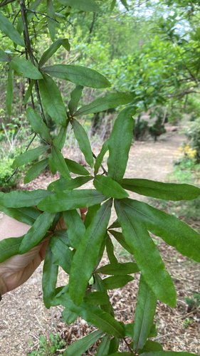 Green leaves held by a hand, with a forest path in the background.