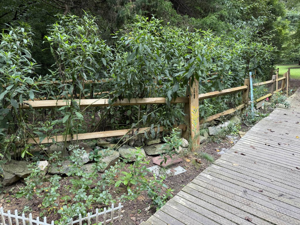 Wooden fence and plants beside a wooden walkway in a forest setting.