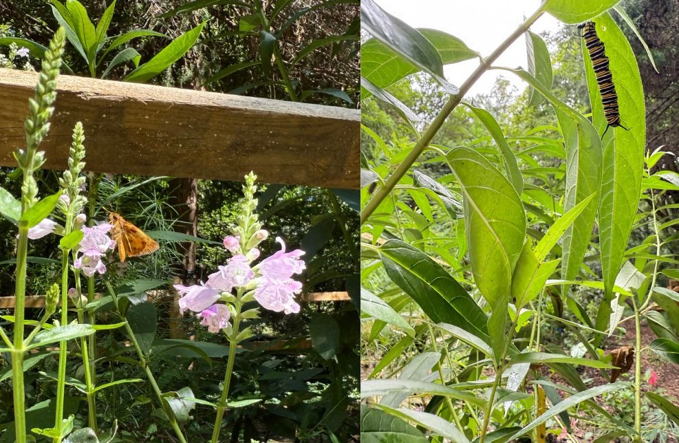 Butterfly near pink flowers; caterpillar on green leaves.