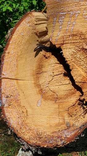 Cross-section of a tree trunk with visible rings and cracks.