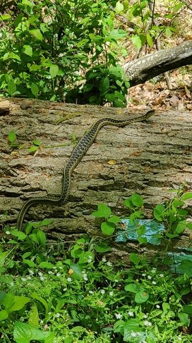 Garter snake on a fallen log in a forest setting.