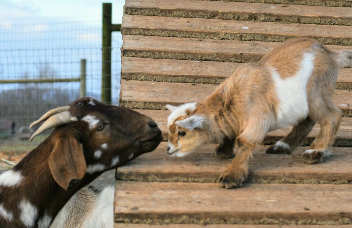 Goat and baby goat touching noses on a wooden ramp.