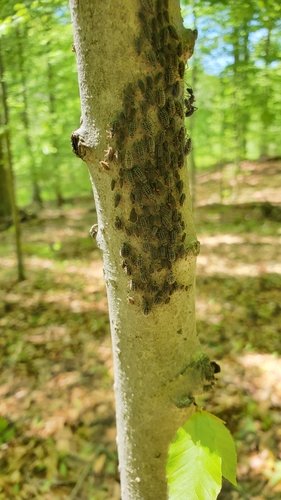 Tree trunk with clustered bugs, bright green forest background.