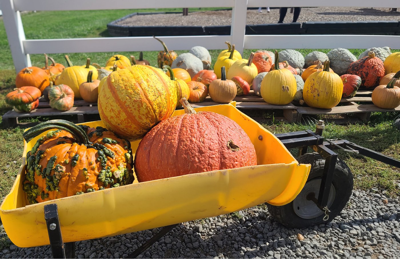 Yellow cart filled with colorful pumpkins and gourds in a sunny outdoor setting.