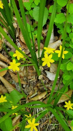 Yellow wildflowers among green leaves and fallen twigs.