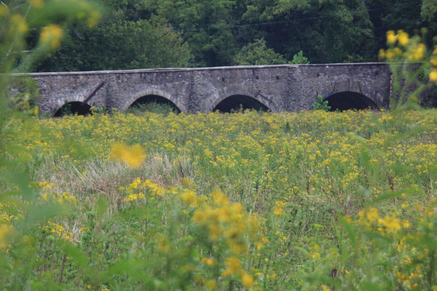 Stone bridge with arches over field of yellow flowers.