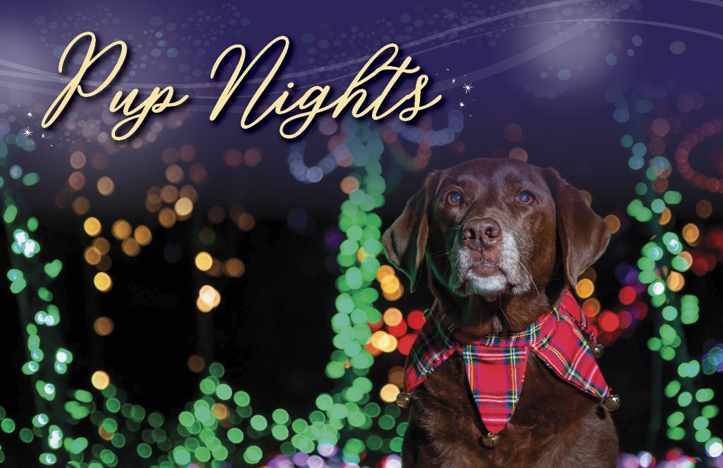 Dog wearing a plaid bandana, surrounded by colorful holiday lights at night.