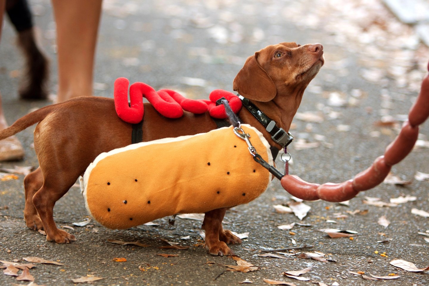 Dachshund wearing a hot dog costume on a leaf-covered path.