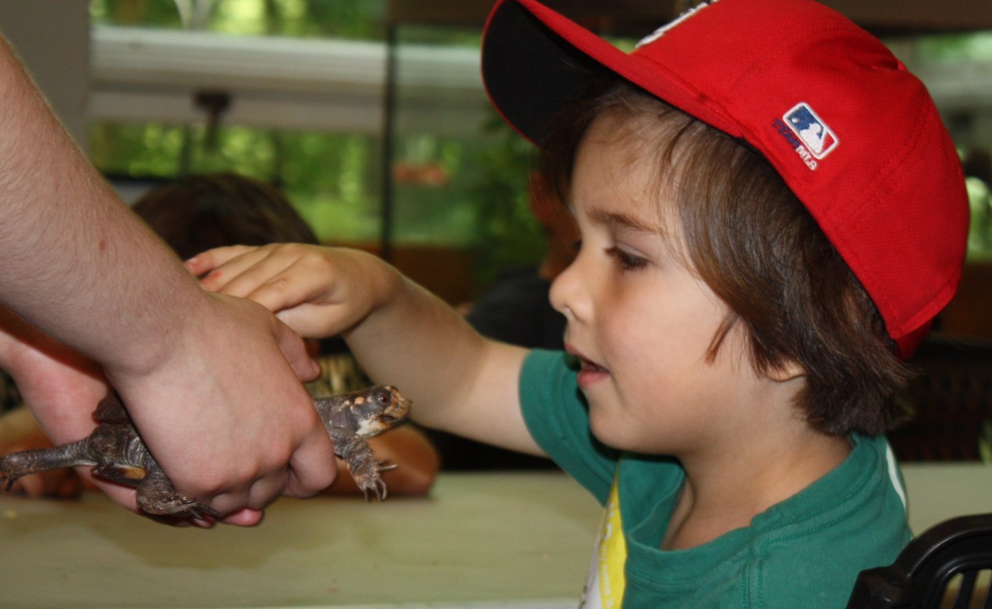 Child wearing red cap gently touches a small animal.