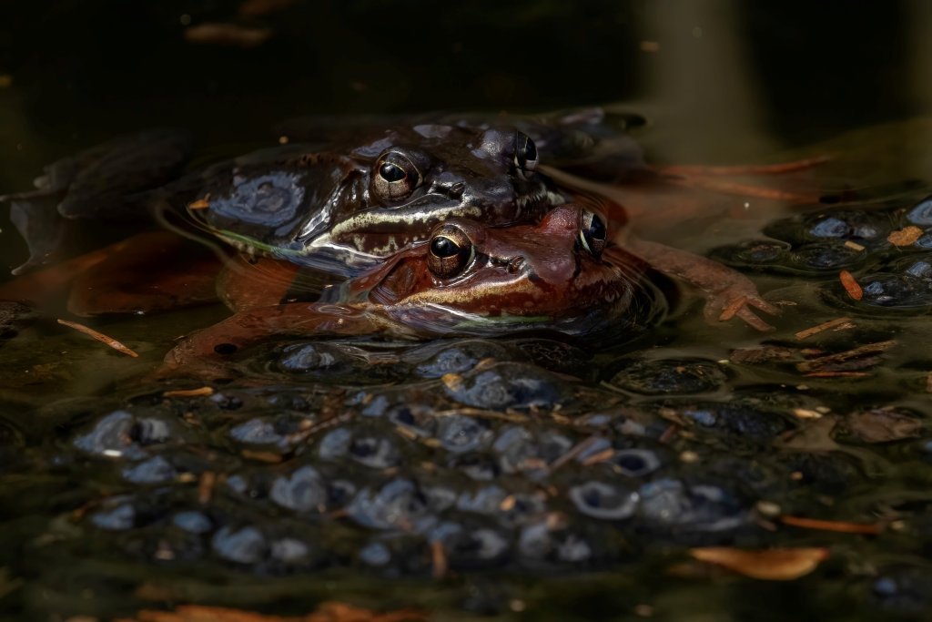 Frogs sitting in water surrounded by clusters of eggs.