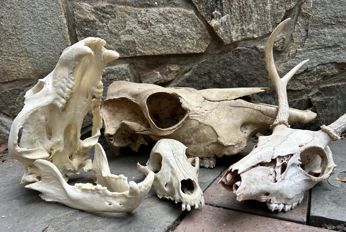 Animal skulls on stone background.