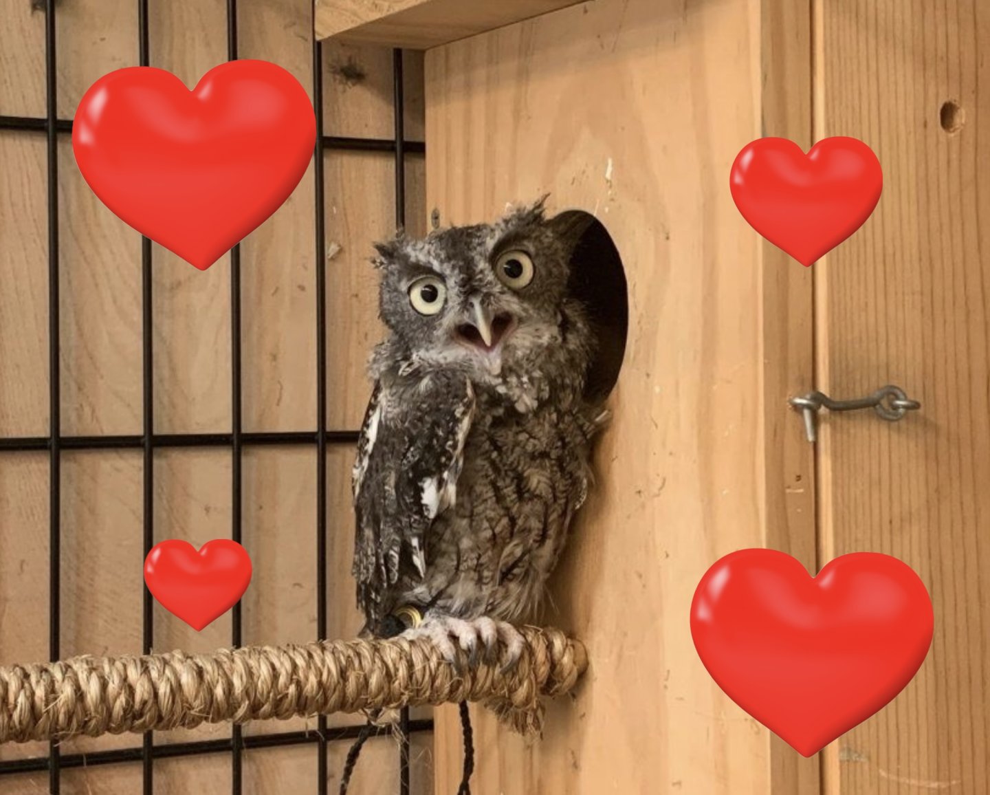 Owl peeking from wooden box, surrounded by red hearts.