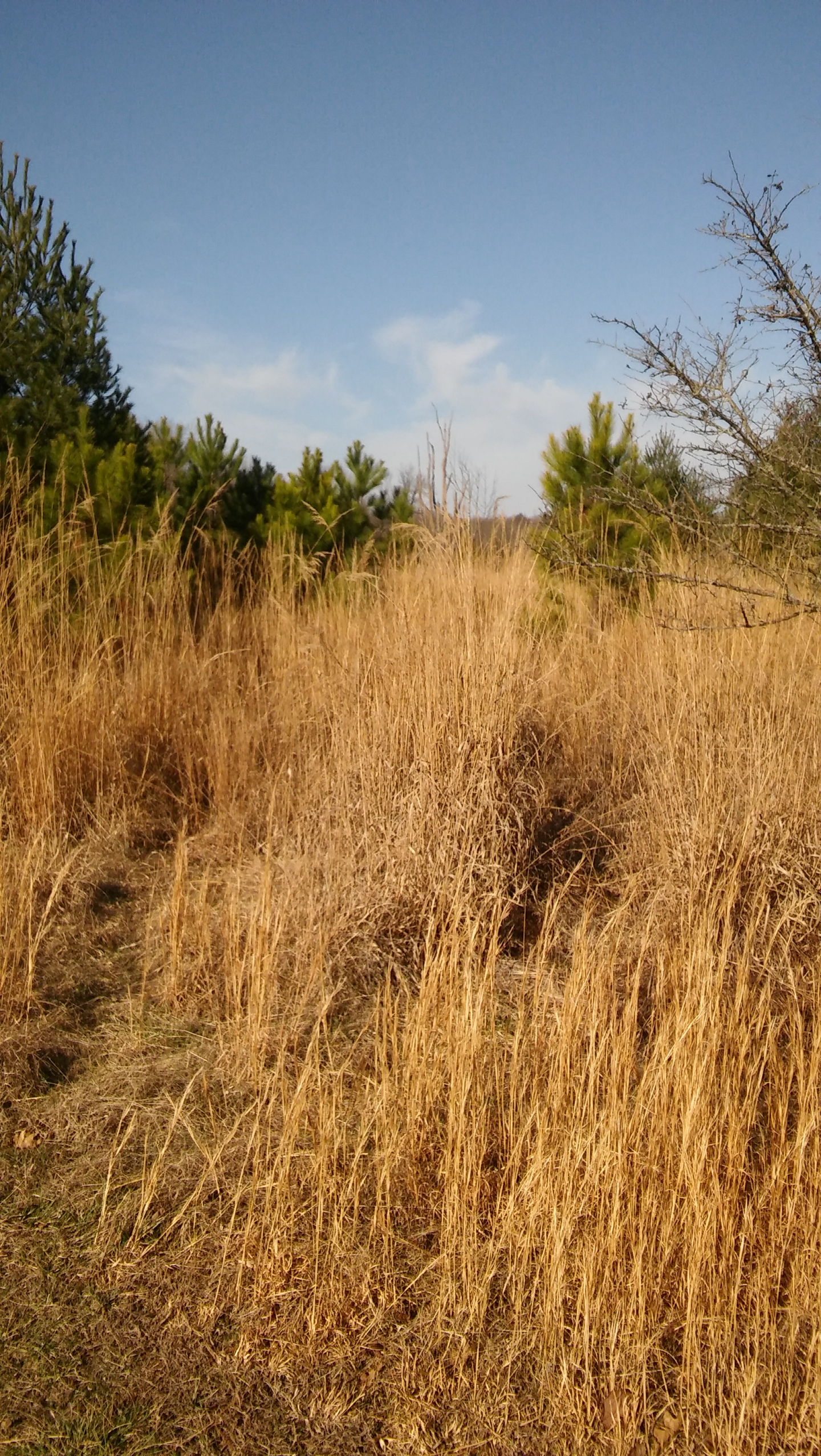Tall golden grass under a clear blue sky with scattered trees.