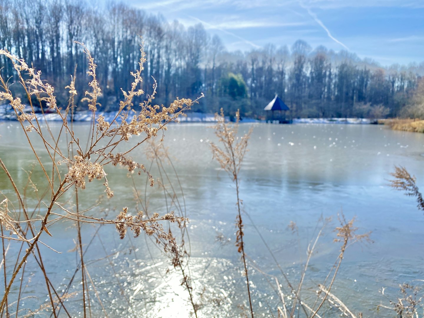 Frozen pond with dry grasses, surrounded by leafless trees under a clear blue sky.