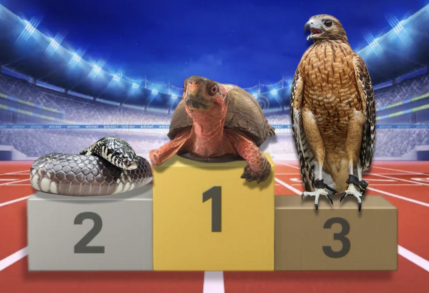 Snake, tortoise, and hawk on winners podium at sports stadium.