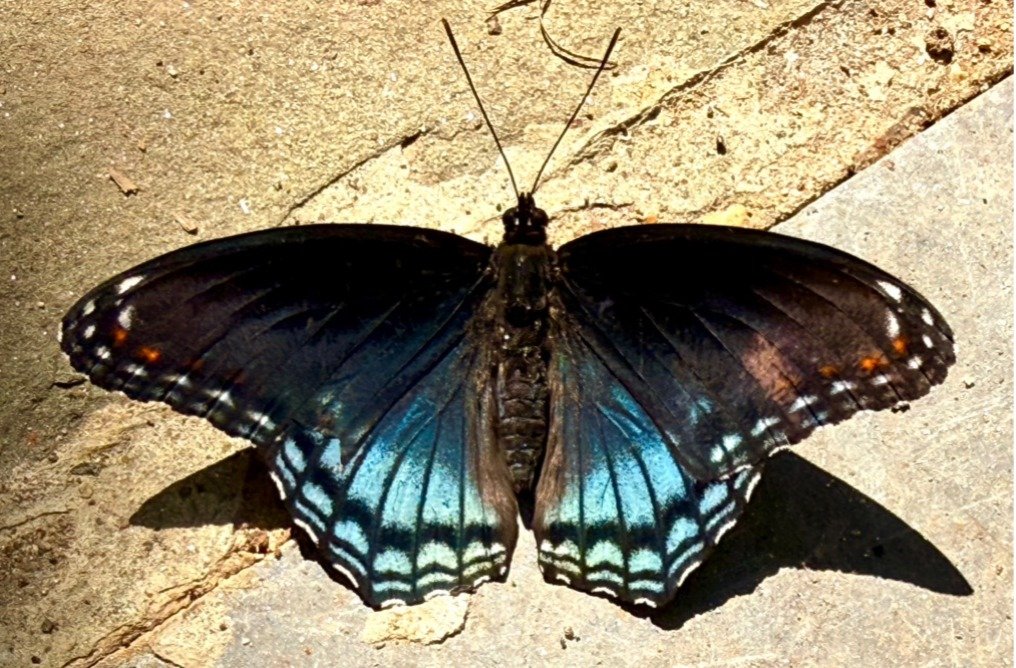 Butterfly with blue and black wings on a stone surface.