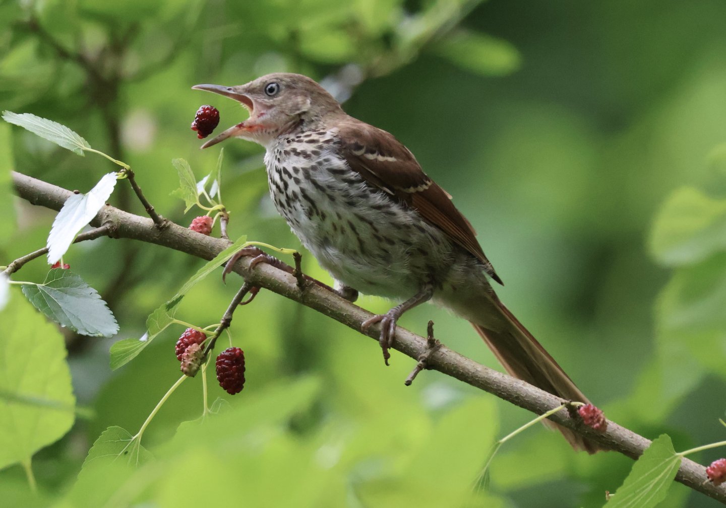 Bird perched on branch, eating a berry, surrounded by green leaves.