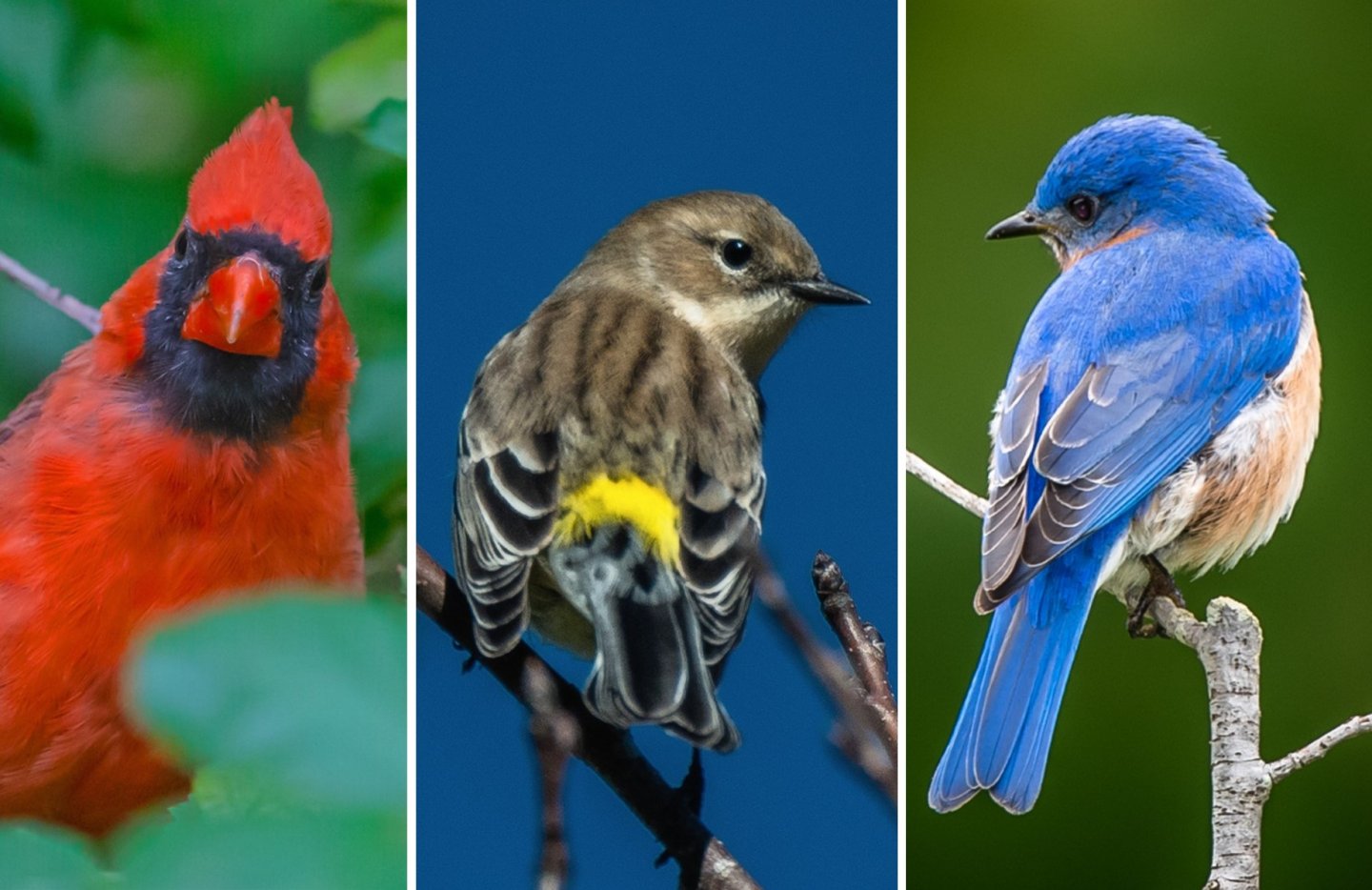 Red cardinal, yellow-rumped warbler, and bluebird on branches.