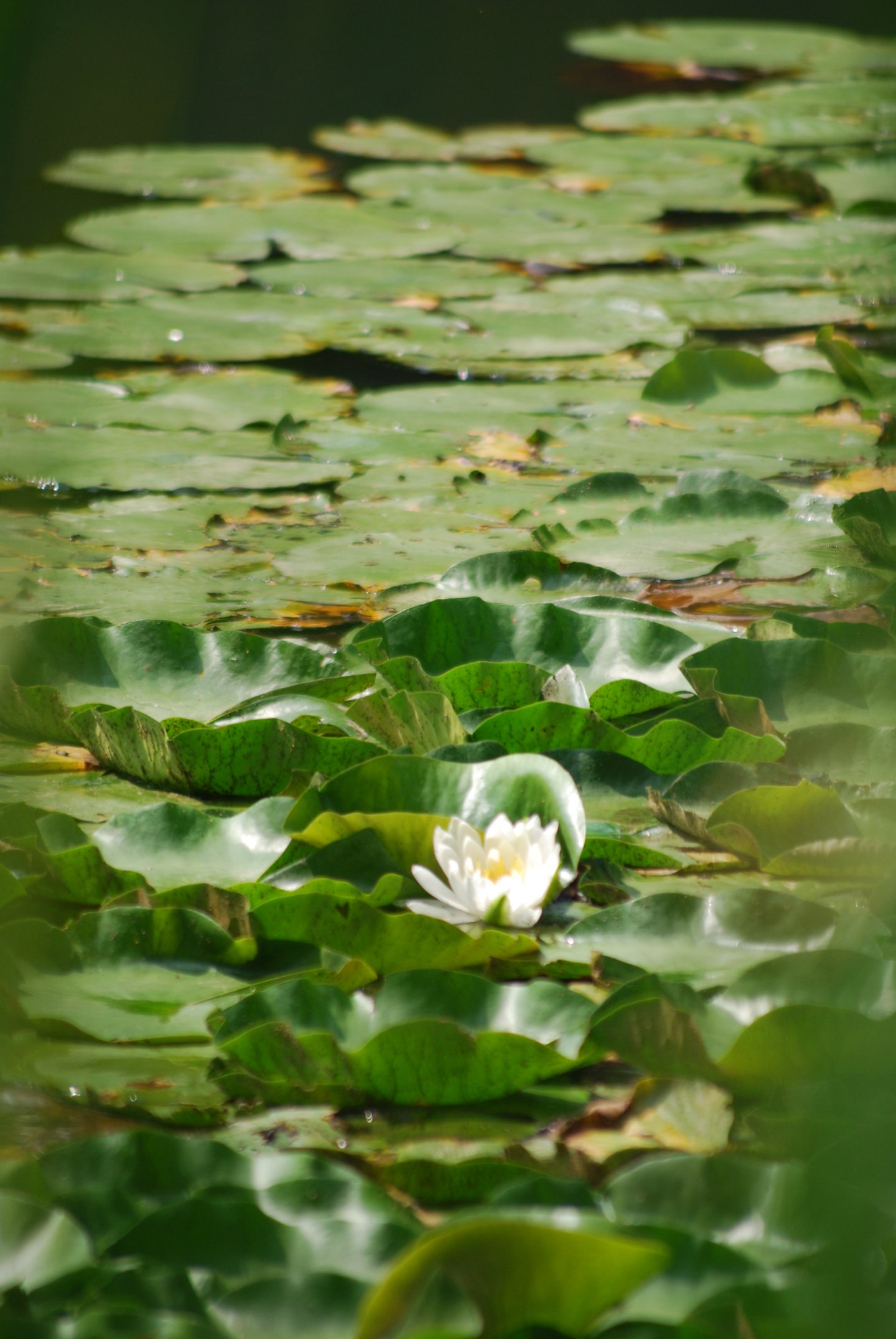 White water lily among green lily pads.