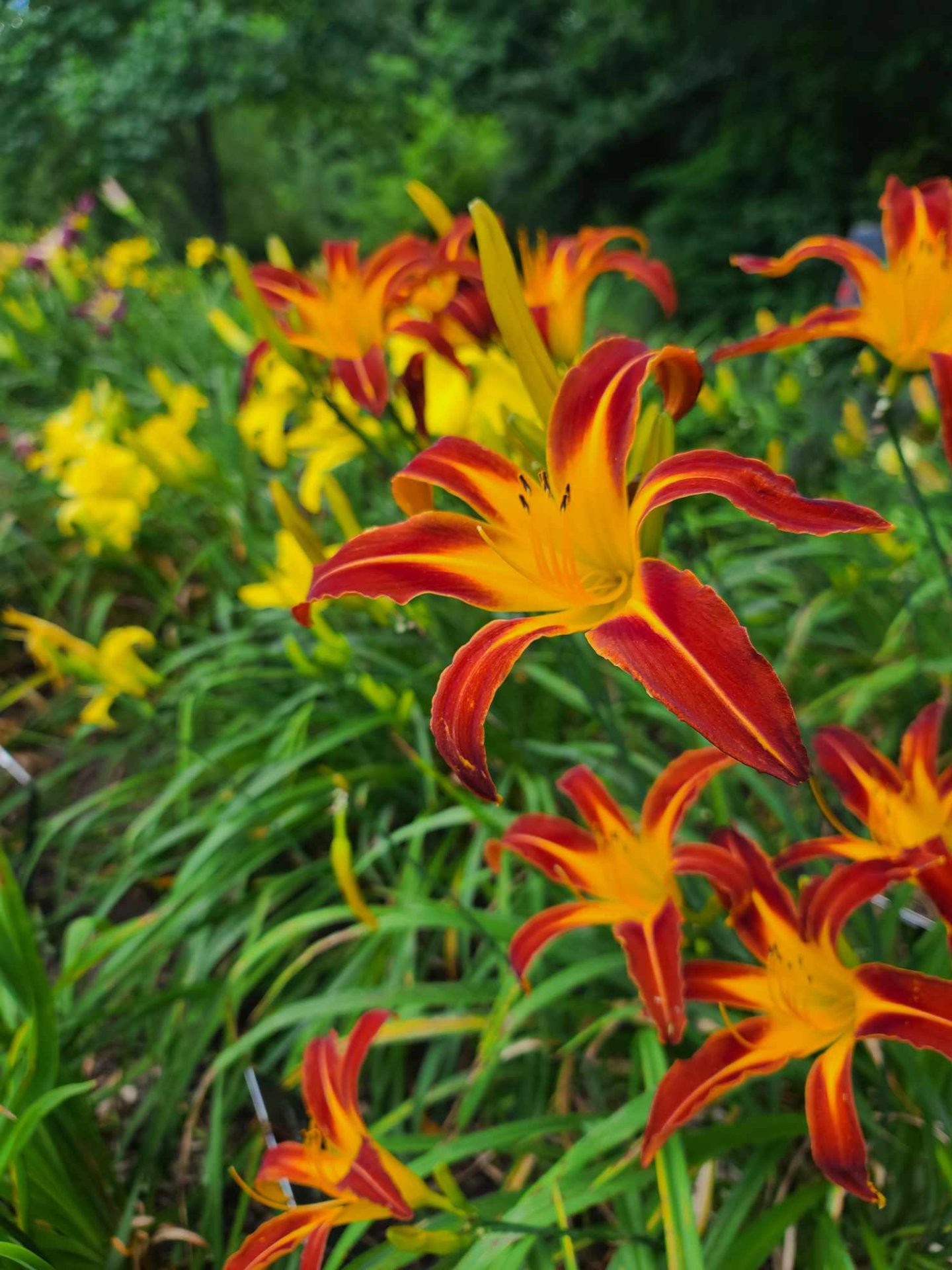 Red and yellow daylilies in a garden with green foliage.
