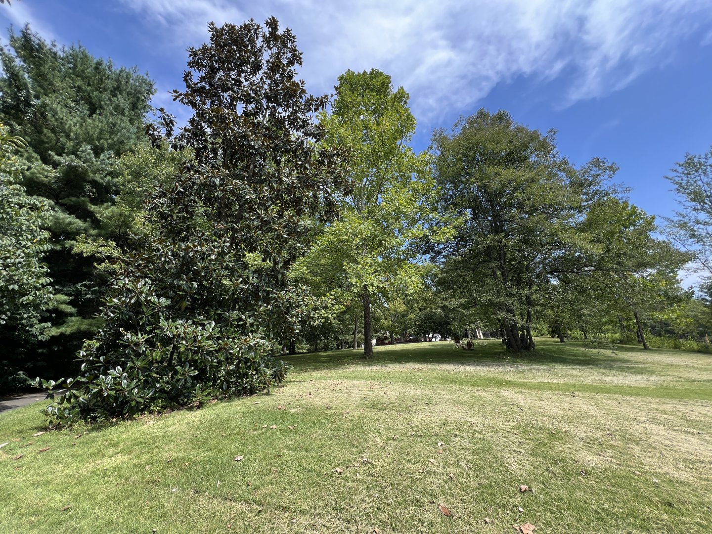 Grassy park with trees under a blue sky with clouds.