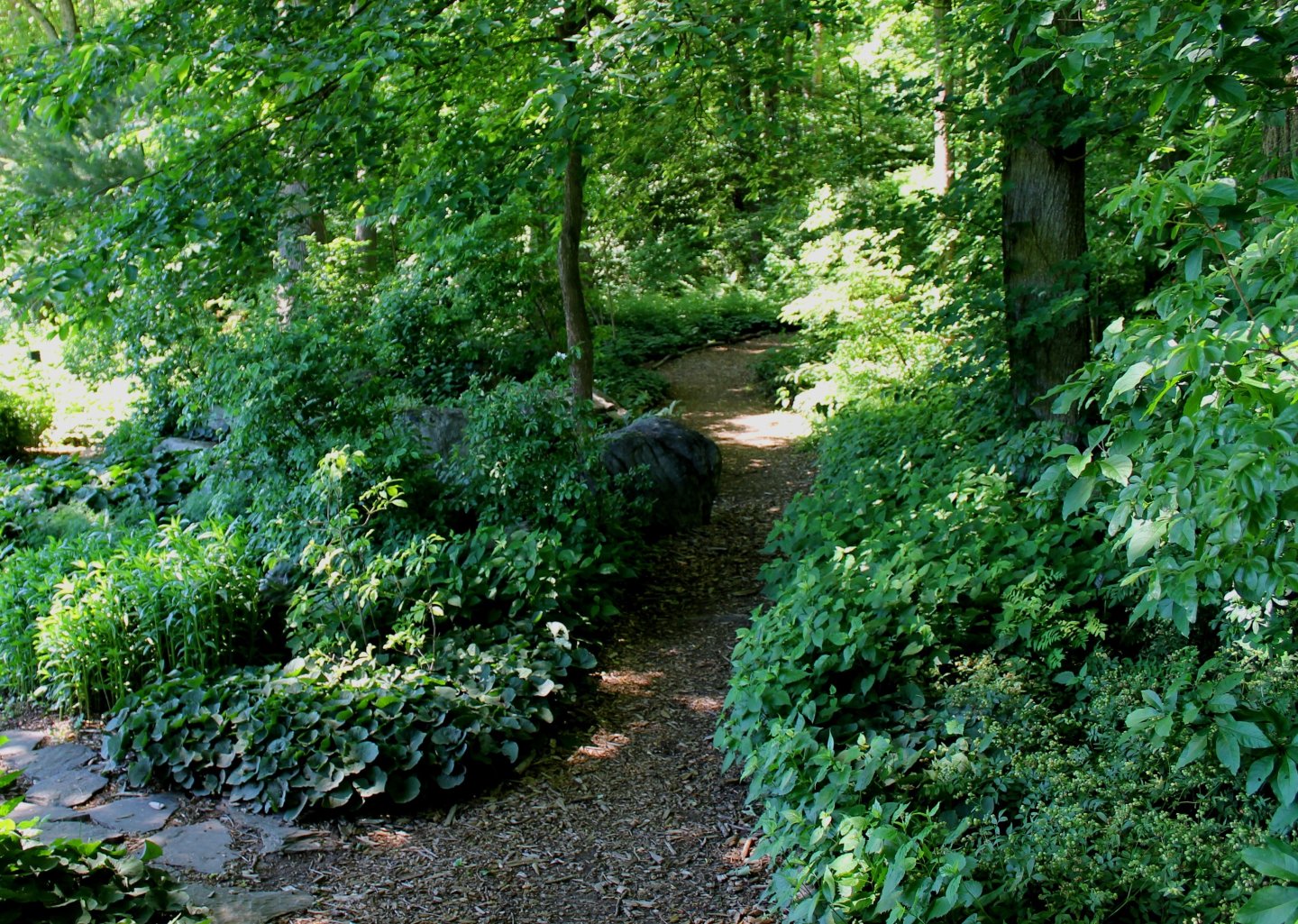 Woodland path surrounded by lush green foliage.