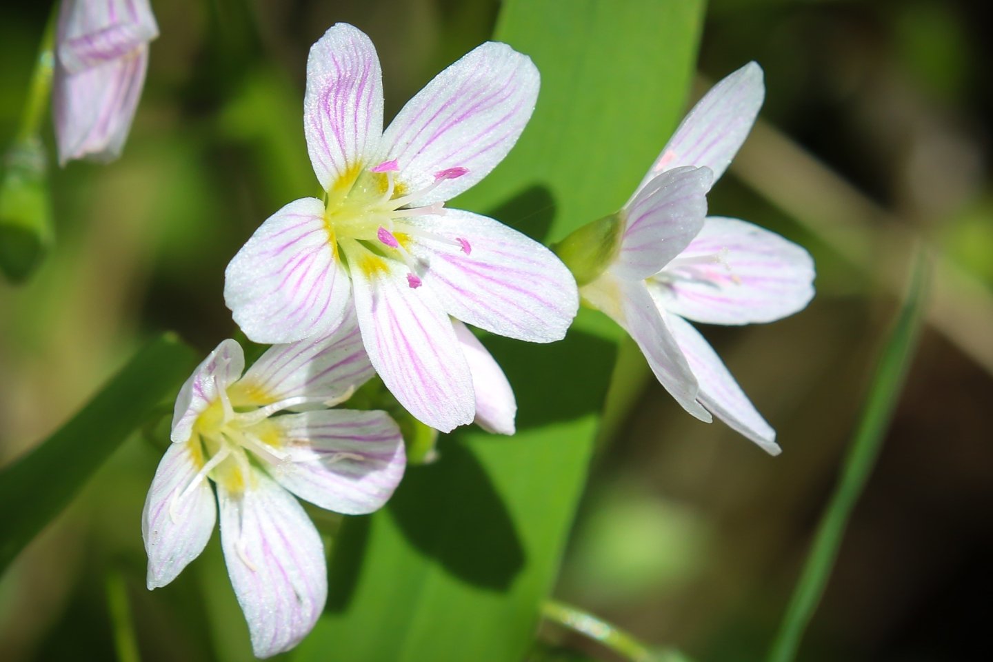 Pink and white striped flowers with green leaves in sunlight.