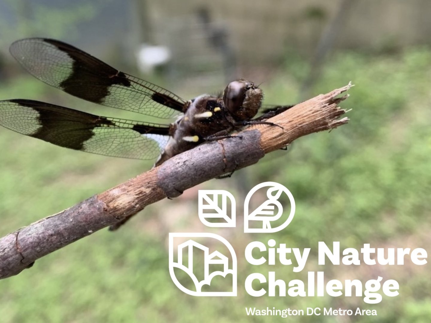 Dragonfly perched on a twig with City Nature Challenge logo.