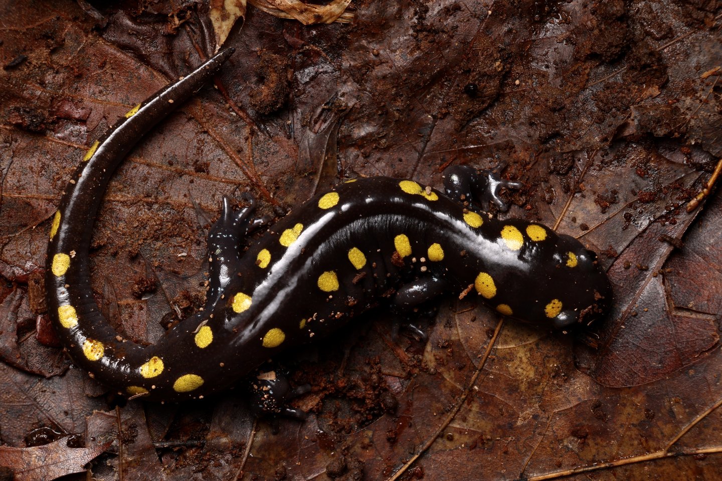 Spotted Salamander on Leaf