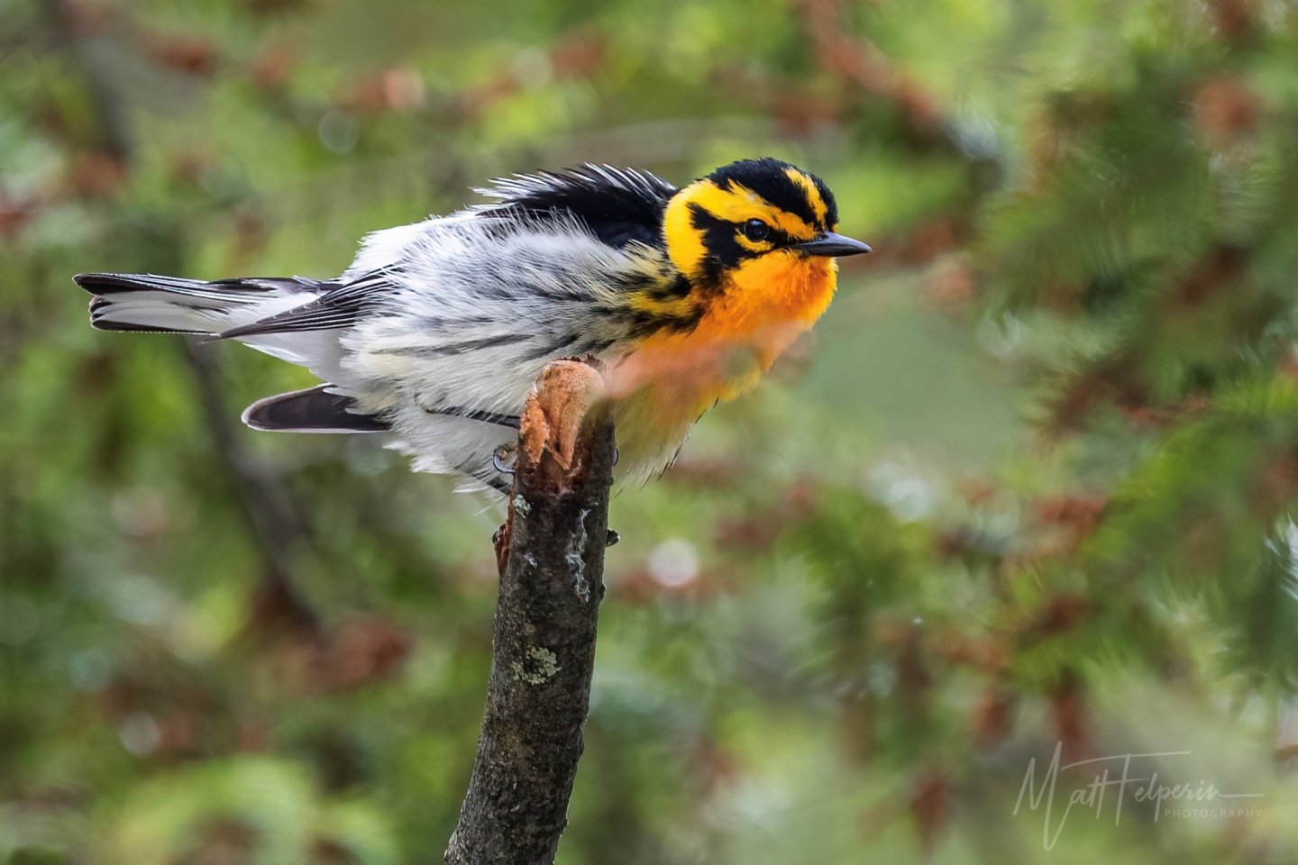 Bright yellow and black bird perched on a branch in a green forest setting.