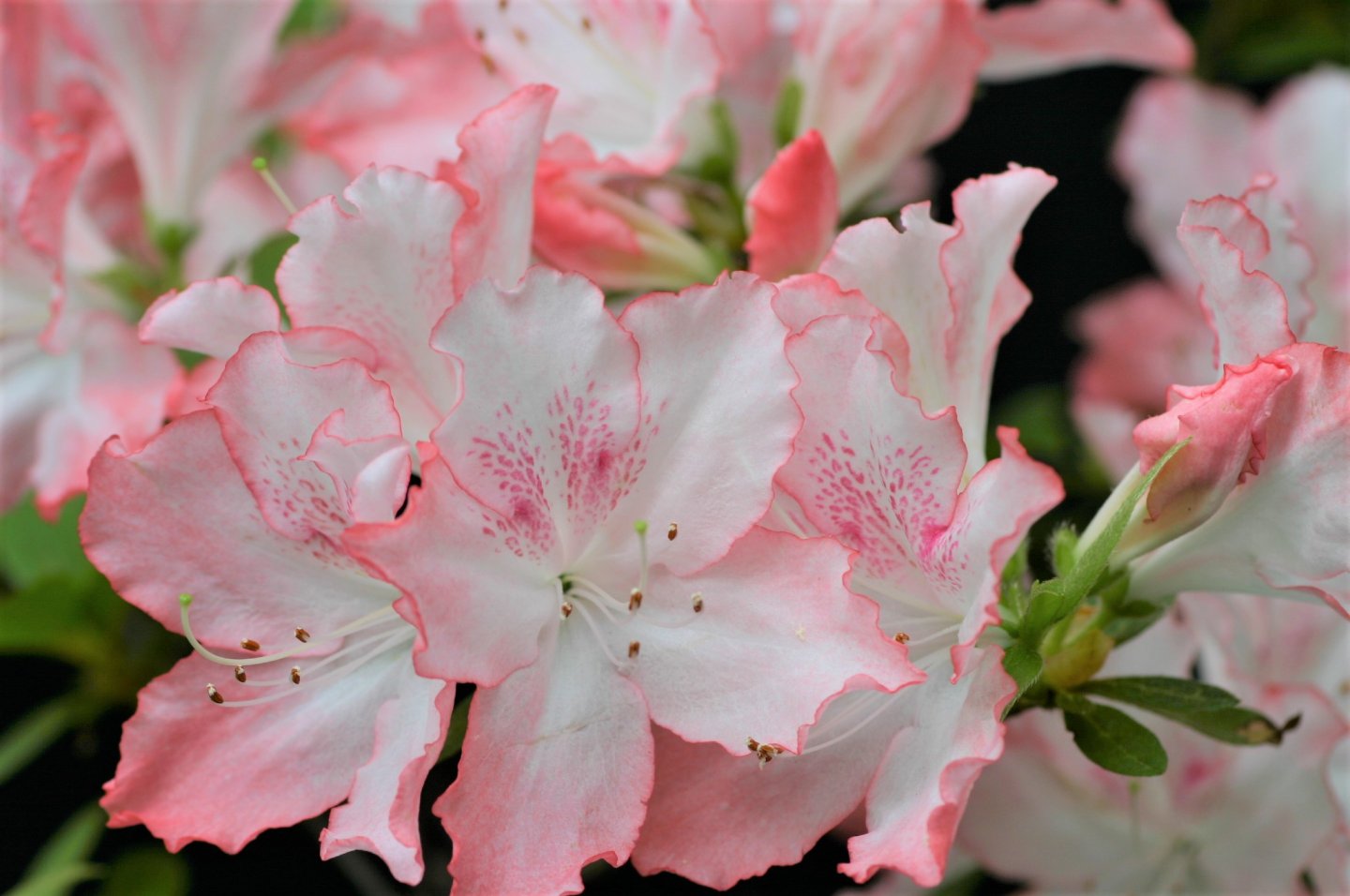 Pale pink and white azalea flowers in bloom.