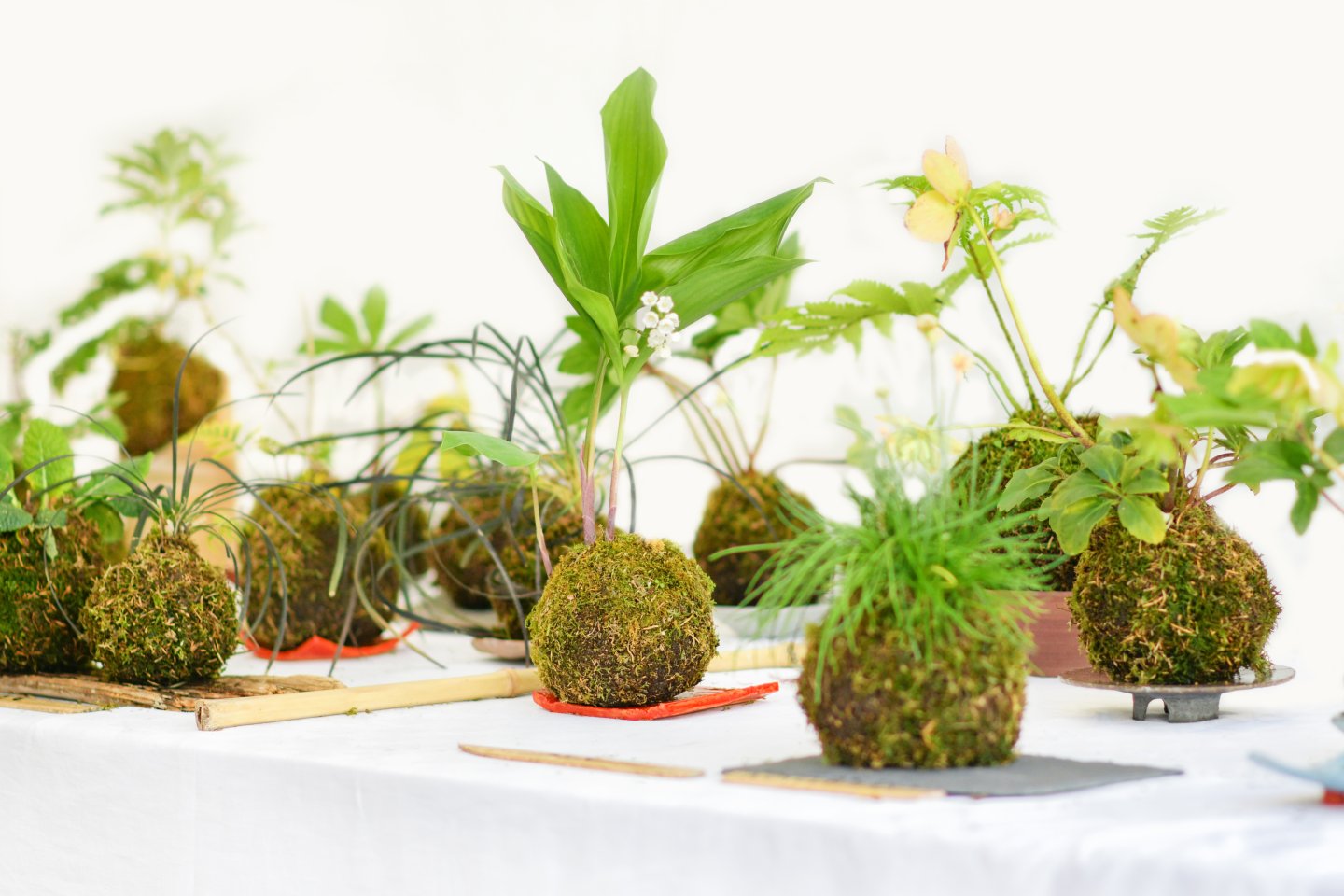 Kokedama Moss balls with various plants