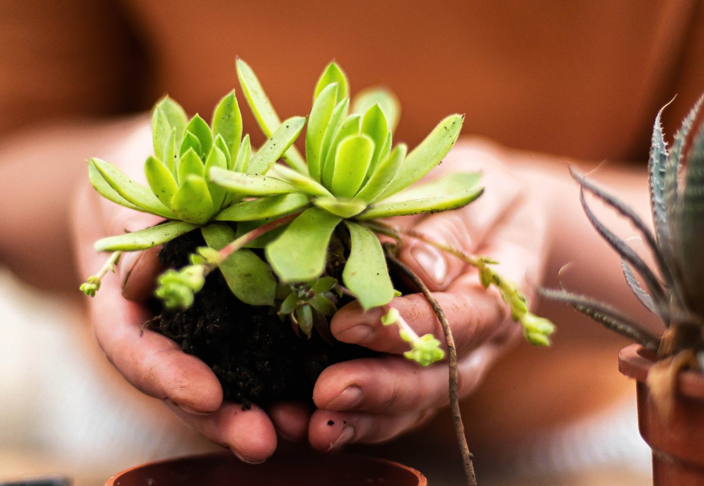 Hands holding green succulents over soil.