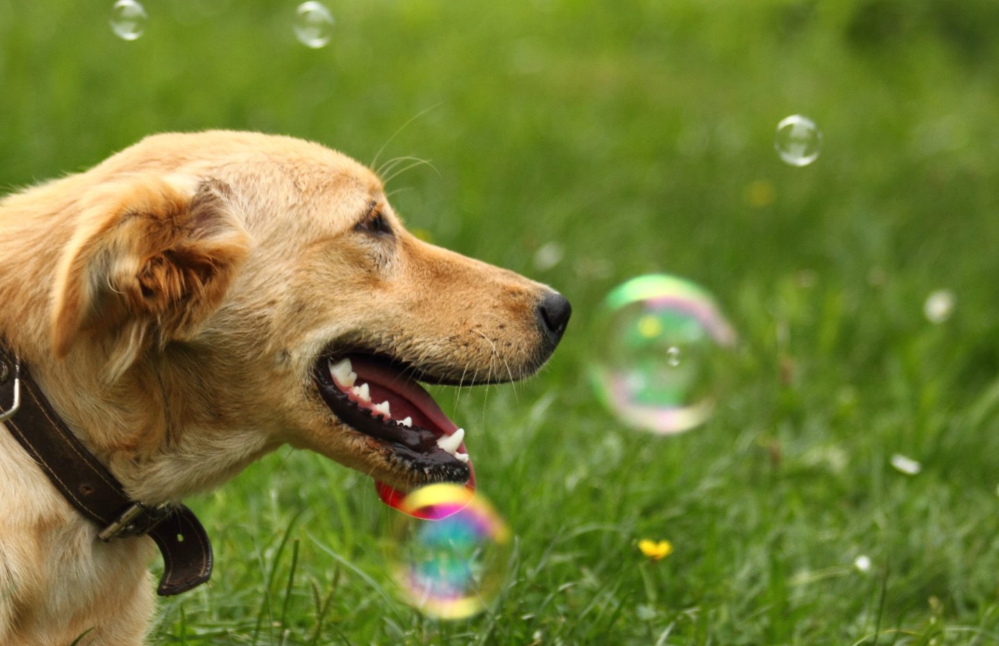 Dog with open mouth near floating bubbles on grass.